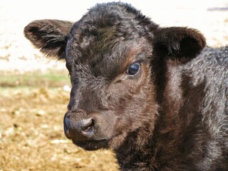 black angus calf © Peter