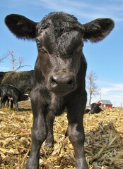 curious black angus calf © Peter