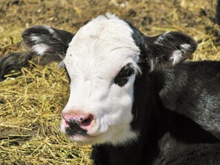 black baldy calf © Peter
