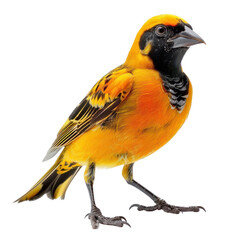 Fototapeta premium Baltimore oriole isolated on transparent background