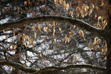 Tree branch and leaves