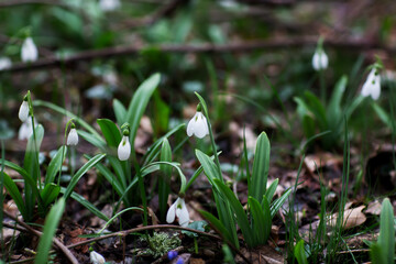 Beautiful flowers of the Galanthus nivalis snowdrop in spring after rain on a forest background.
