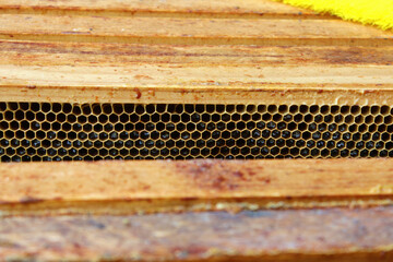 Wooden honeycomb frame with bees covered in smoke by beekeepers bee smoker close up