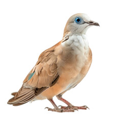 blue eyed pigeon isolated on transparent background