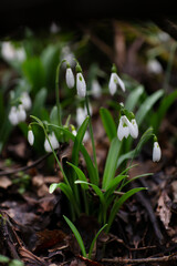 Beautiful flowers of the Galanthus nivalis snowdrop in spring after rain on a forest background.

