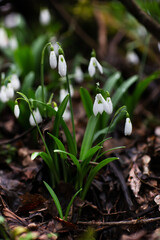Beautiful flowers of the Galanthus nivalis snowdrop in spring after rain on a forest background.

