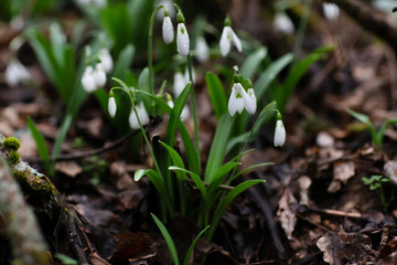 Beautiful flowers of the Galanthus nivalis snowdrop in spring after rain on a forest background.
