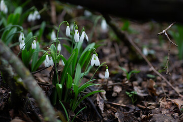 Beautiful flowers of the Galanthus nivalis snowdrop in spring after rain on a forest background.
