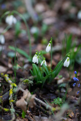 Beautiful flowers of the Galanthus nivalis snowdrop in spring after rain on a forest background.
