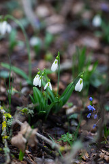Beautiful flowers of the Galanthus nivalis snowdrop in spring after rain on a forest background.
