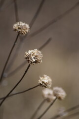 Dried up flowers