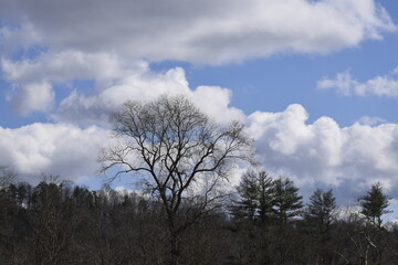 clouds in the forest