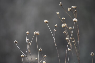 Little white flowers 