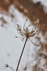 Winter Wildflower with Ice Detail - Snowy Nature Backdrop