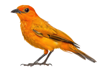 flame bowerbird on isolated transparent background