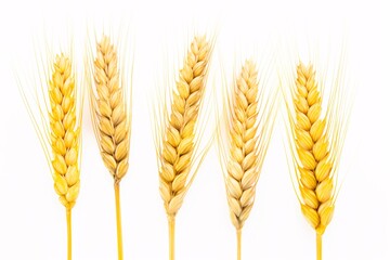 a row of wheat stalks