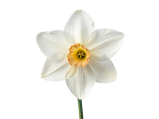 Fototapeta na wymiar White narcissus flower. isolated on transparent background.