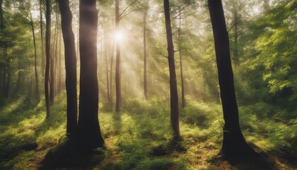 Competition of forest trees To sunlight necessary to sustain life