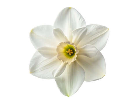 White narcissus flower. isolated on transparent background.