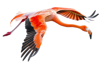 flying flamingo on isolated transparent background