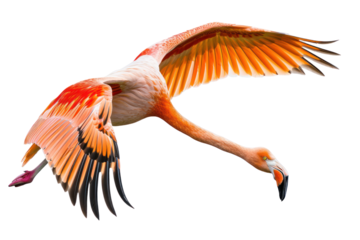 flying flamingo on isolated transparent background
