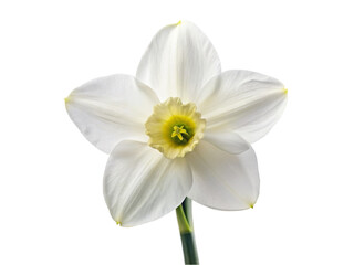 Fototapeta na wymiar White narcissus flower. isolated on transparent background.