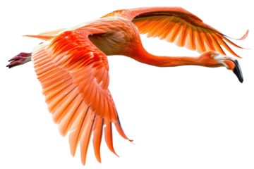flying flamingo on isolated transparent background