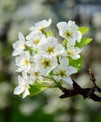White noble pear blossoms on a pear tree in spring in South Tyrol, Lana near Merano, Europe	 - obrazy, fototapety, plakaty