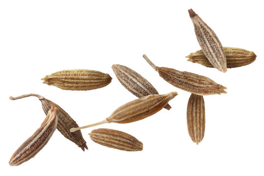 Many cumin seeds falling on white background