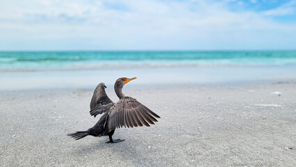 Brown Pelican Drying Wings on the Pristine Beach of Redington Beach, Florida. Ideal for Coastal Wildlife Photography, Beach Bird Images, Florida Birds Backgrounds, Christy Mandeville