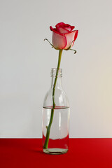 Red Rose in a glass bottle. Recycling idea, zero waste concept. Clean white and red background with copy space. 
