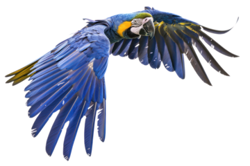 flying hyacinth macaw on isolated transparent background