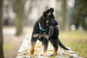 Longhaired German Shepherd puppy in the park