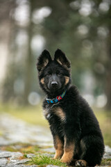 Longhaired German Shepherd puppy in the park