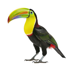Fototapeta premium keel billed toucan on isolated transparent background