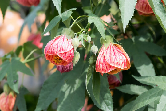Beautiful Chinese lantern flowers.