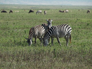 Closeup image of zebras roaming freely in Northern Tanzania