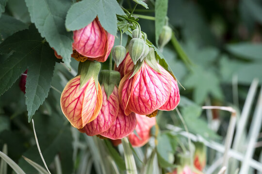 Beautiful Chinese lantern flowers.