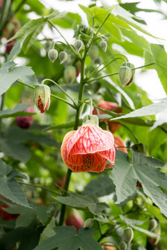 Beautiful Chinese lantern flower.
