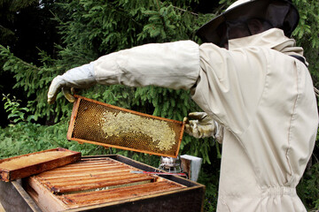 Beekeeper inspecting beehive, checking bee frames in apiary.