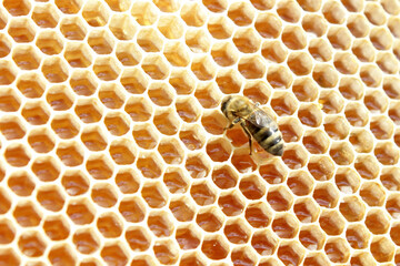 Wooden honeycomb frame with bees covered in smoke by beekeepers bee smoker close up