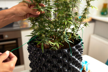 Indoor cannabis cultivation with person trimming marijuana plant