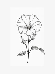 Black and White Morning Glory Simple Illustration