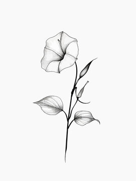 Black and White Morning Glory Simple Illustration