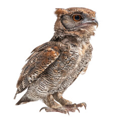 new Caledonian owlet on isolated transparent background