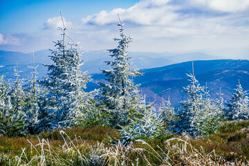 Zima w górach. Beskid Śląski na Śląsku w Polsce, rejon najwyższego szczytu w Beskidzie Śląskim, Skrzycznego