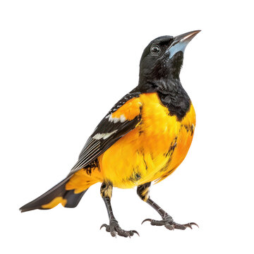 Northern oriole bird on isolated transparent background