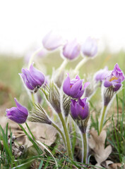 Beautiful pasque flowers in the mist, the first spring forest - 763340177