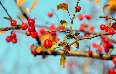 Fototapeta na wymiar Bright Red Crabapples On The Branch In Fall In Wisconsin