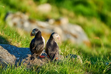 Cute and adorable Puffin seabird, fratercula, sitting in a breeding colony on high cliff at Runde...